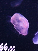 深海谜渊小说