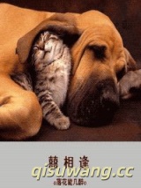 囍相逢小说